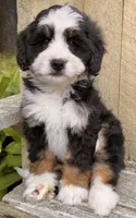 🩷IN BOSTON MASSACHUSETTS🩷MINI BERNEDOODLE🩷, a female Miniature Bernedoodle for sale in Raynham, MA – 4 of 10