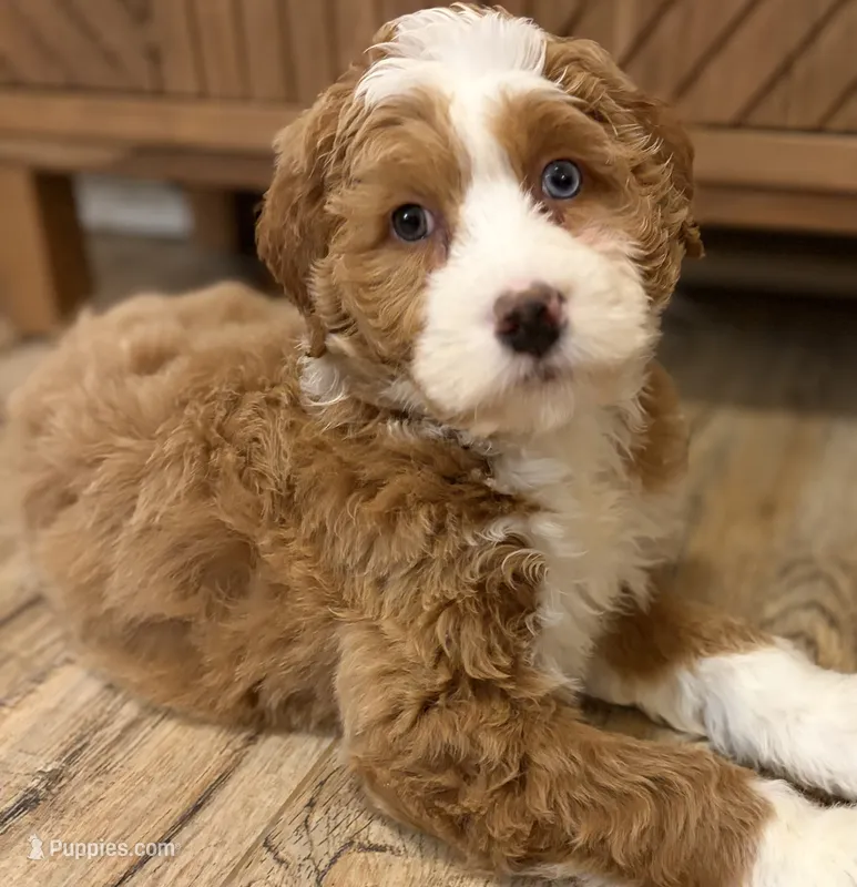 💗MINI BERNEDOODLE💗1 BLUE EYE