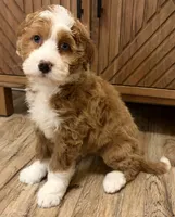 processed/3c2083a3-6458-4cc1-88ee-d62a0c0ca710/listing/88ffecf4-cc98-412c-83a4-404eef61a529/f4c829fa-7349-492e-b725-cf5ea88e459c