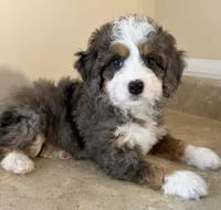 💛TINY !!!💛IN BOSTON MASSACHUSETTS AREA💛BLUE MERLE MINI BERNEDOODLE💛, a female Miniature Bernedoodle for sale in Raynham, MA – 2 of 4
