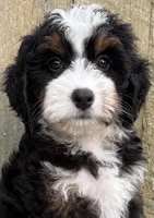 🩷IN BOSTON MASSACHUSETTS🩷TRADITIONAL TRI COLOR🩷MINI BERNEDOODLE GIRL🩷, a female Miniature Bernedoodle for sale in Raynham, MA – 10 of 10