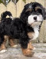 🎃IN BOSTON MASSACHUSETTS🎃TRADITIONAL TRI COLOR🎃MINI BERNEDOODLE GIRL🎃, a female Miniature Bernedoodle for sale in Raynham, MA – 8 of 10