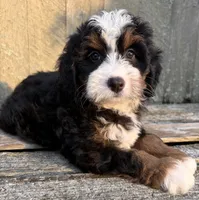 🩷IN BOSTON MASSACHUSETTS🩷TRADITIONAL TRI COLOR🩷MINI BERNEDOODLE GIRL🩷, a female Miniature Bernedoodle for sale in Raynham, MA – 5 of 10