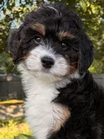 ❤️IN BOSTON MASSACHUSETTS AREA❤️MINI BERNEDOODLE❤️, a female Miniature Bernedoodle for sale in Raynham, MA – 1 of 10