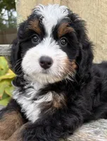 🩷IN BOSTON MASSACHUSETTS🩷TRADITIONAL TRI COLOR🩷MINI BERNEDOODLE GIRL🩷, a female Miniature Bernedoodle for sale in Raynham, MA – 8 of 10