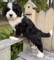 🩵IN BOSTON MASSACHUSETTS AREA🩵MINI BERNEDOODLE🩵, a male Miniature Bernedoodle for sale in Raynham, MA – 3 of 9