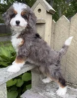 💚PETITE !!!💚IN BOSTON MASSACHUSETTS AREA💚MINI BERNEDOODLE💚, a female Miniature Bernedoodle for sale in Raynham, MA – 3 of 9