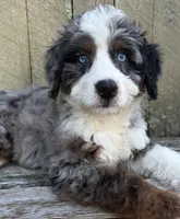 🧡IN BOSTON MASSACHUSETTS AREA🧡BLUE MERLE TRI🧡MINI BERNEDOODLE BOY🧡, a male Miniature Bernedoodle for sale in Raynham, MA – 4 of 10