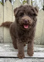 🩷ADORABLE TINY DOODLE GIRL🩷BOSTON MA🩷, a female Miniature Bernedoodle and Newfypoo for sale in Raynham, MA – 2 of 10