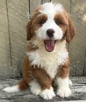❤️IN BOSTON MASSACHUSETTS AREA❤️RARE DARK RED❤️MINI BERNEDOODLE GIRL❤️, a female Miniature Bernedoodle for sale in Raynham, MA – 6 of 10