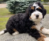 🩵IN BOSTON MASSACHUSETTS🩵MINI BERNEDOODLE🩵, a male Miniature Bernedoodle for sale in Raynham, MA – 3 of 10