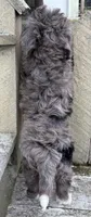🩷TINY !!!🩷IN BOSTON MASSACHUSETTS AREA🩷BLUE MERLE MINI BERNEDOODLE🩷, a female Miniature Bernedoodle for sale in Raynham, MA – 5 of 10