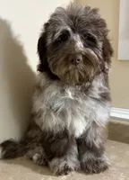 🩵IN BOSTON MASSACHUSETTS AREA🩵RARE CHOCOLATE MERLE🩵ONE BLUE/GREEN EYE🩵, a male Miniature Bernedoodle and Newfypoo for sale in Raynham, MA – 6 of 6
