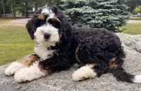 🩵IN BOSTON MASSACHUSETTS🩵MINI BERNEDOODLE🩵, a male Miniature Bernedoodle for sale in Raynham, MA – 8 of 10