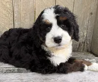 🩵IN BOSTON MASSACHUSETTS AREA🩵MINI BERNEDOODLE🩵, a male Miniature Bernedoodle for sale in Raynham, MA – 2 of 9