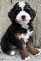 💙IN BOSTON MASSACHUSETTS AREA💙MINI BERNEDOODLE BOY💙, a male Miniature Bernedoodle for sale in Raynham, MA – 8 of 10
