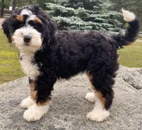 🩵IN BOSTON MASSACHUSETTS🩵MINI BERNEDOODLE🩵, a male Miniature Bernedoodle for sale in Raynham, MA – 5 of 10
