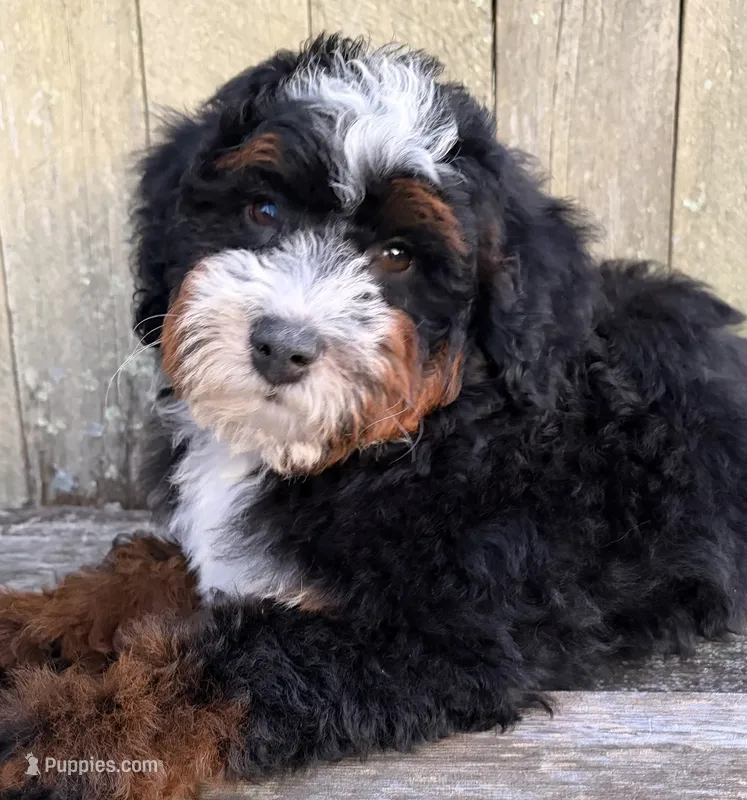 🍫IN BOSTON MASSACHUSETTS🍫TRADITIONAL TRI COLOR🍫MINI BERNEDOODLE GIRL🍫 – Miniature Bernedoodle puppy for sale in Raynham, MA