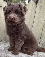 🩷ADORABLE TINY DOODLE GIRL🩷BOSTON MA🩷, a female Miniature Bernedoodle and Newfypoo for sale in Raynham, MA – 3 of 10