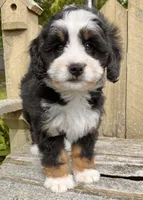 🩷IN BOSTON MASSACHUSETTS🩷MINI BERNEDOODLE🩷, a female Miniature Bernedoodle for sale in Raynham, MA – 8 of 10