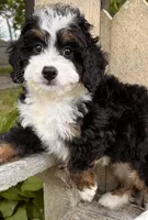 🩷IN BOSTON MASSACHUSETTS AREA🩷MINI BERNEDOODLE🩷, a female Miniature Bernedoodle for sale in Raynham, MA – 7 of 9