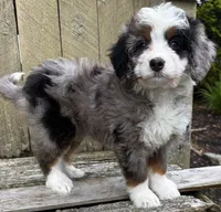 💜TINY !!!💜IN BOSTON MASSACHUSETTS AREA💜BLUE MERLE MINI BERNEDOODLE💜, a female Miniature Bernedoodle for sale in Raynham, MA – 7 of 10