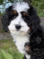 💚IN BOSTON MASSACHUSETTS AREA💚MINI BERNEDOODLE💚, a male Miniature Bernedoodle for sale in Raynham, MA – 7 of 9