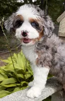 💜IN BOSTON MASSACHUSETTS AREA💜BLUE MERLE TRI💜MINI BERNEDOODLE GIRL💜, a female Miniature Bernedoodle for sale in Raynham, MA – 9 of 10