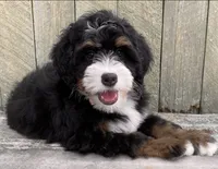 🧡IN BOSTON MASSACHUSETTS AREA🧡MINI BERNEDOODLE BOY🧡, a male Miniature Bernedoodle for sale in Raynham, MA – 2 of 10