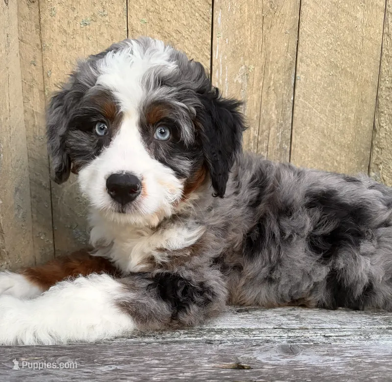 🧡IN BOSTON MASSACHUSETTS AREA🧡BLUE MERLE TRI🧡MINI BERNEDOODLE BOY🧡, a male Miniature Bernedoodle for sale in Raynham, MA – 1 of 10