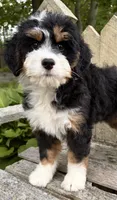 💛IN BOSTON MASSACHUSETTS AREA💛MINI BERNEDOODLE💛, a female Miniature Bernedoodle for sale in Raynham, MA – 5 of 10