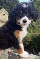 💛IN BOSTON MASSACHUSETTS AREA💛TRADITIONAL-TRI💛MINI BERNEDOODLE BOY💛, a male Miniature Bernedoodle for sale in Raynham, MA – 10 of 10
