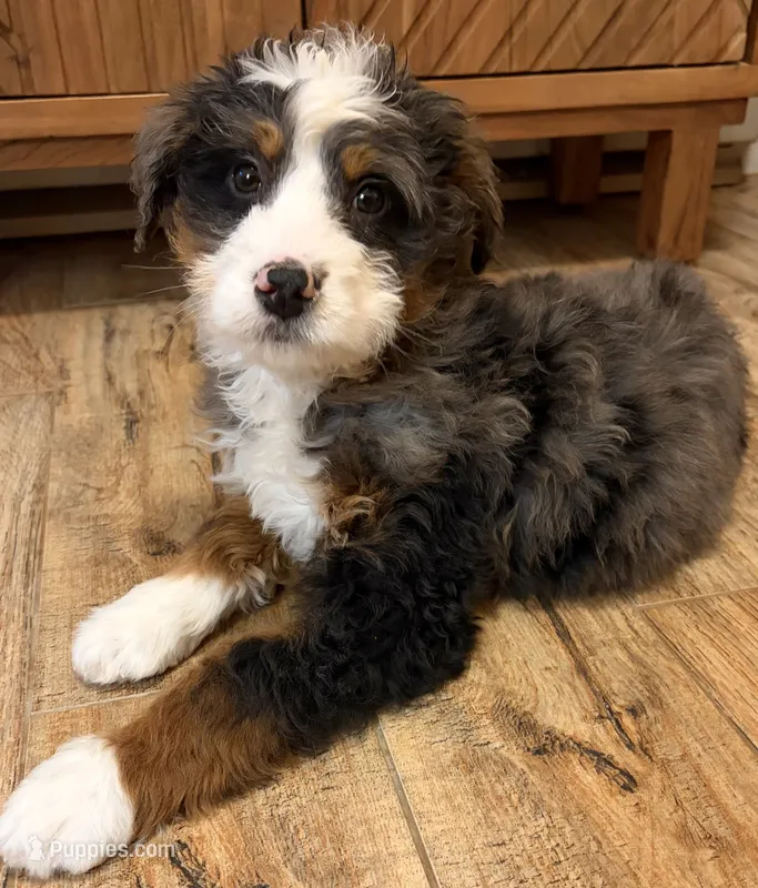 💚MINI BERNEDOODLE💚BLUE MERLE