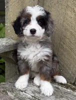 💜TINY !!!💜IN BOSTON MASSACHUSETTS AREA💜BLUE MERLE MINI BERNEDOODLE💜, a female Miniature Bernedoodle for sale in Raynham, MA – 9 of 10