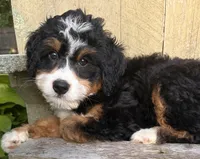 💚IN BOSTON MASSACHUSETTS AREA💚TRADITIONAL-TRI💚MINI BERNEDOODLE BOY💚, a male Miniature Bernedoodle for sale in Raynham, MA – 8 of 9