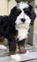 💚IN BOSTON MASSACHUSETTS AREA💚MINI BERNEDOODLE💚, a male Miniature Bernedoodle for sale in Raynham, MA – 8 of 9