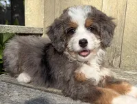 💚PETITE !!!💚IN BOSTON MASSACHUSETTS AREA💚MINI BERNEDOODLE💚, a female Miniature Bernedoodle for sale in Raynham, MA – 1 of 9