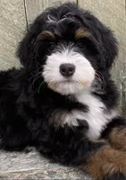 🧡IN BOSTON MASSACHUSETTS AREA🧡MINI BERNEDOODLE BOY🧡, a male Miniature Bernedoodle for sale in Raynham, MA – 6 of 10