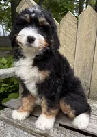 🩶IN BOSTON MASSACHUSETTS AREA🩶MINI BERNEDOODLE🩶, a male Miniature Bernedoodle for sale in Raynham, MA – 6 of 10