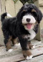🧡IN BOSTON MASSACHUSETTS AREA🧡MINI BERNEDOODLE BOY🧡, a male Miniature Bernedoodle for sale in Raynham, MA – 4 of 10