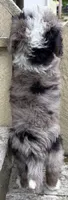 💜TINY !!!💜IN BOSTON MASSACHUSETTS AREA💜BLUE MERLE MINI BERNEDOODLE💜, a female Miniature Bernedoodle for sale in Raynham, MA – 6 of 10