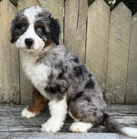 🧡IN BOSTON MASSACHUSETTS AREA🧡BLUE MERLE TRI🧡MINI BERNEDOODLE BOY🧡, a male Miniature Bernedoodle for sale in Raynham, MA – 9 of 10