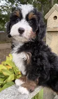 🩷IN BOSTON MASSACHUSETTS🩷TRADITIONAL TRI COLOR🩷MINI BERNEDOODLE GIRL🩷, a female Miniature Bernedoodle for sale in Raynham, MA – 6 of 10