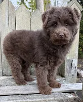 🩷ADORABLE TINY DOODLE GIRL🩷BOSTON MA🩷, a female Miniature Bernedoodle and Newfypoo for sale in Raynham, MA – 4 of 10