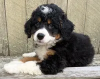 💛IN BOSTON MASSACHUSETTS AREA💛TRADITIONAL-TRI💛MINI BERNEDOODLE BOY💛, a male Miniature Bernedoodle for sale in Raynham, MA – 7 of 10