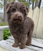 🩷ADORABLE TINY DOODLE GIRL🩷BOSTON MA🩷, a female Miniature Bernedoodle and Newfypoo for sale in Raynham, MA – 6 of 10