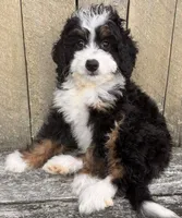 🩷IN BOSTON MASSACHUSETTS AREA🩷MINI BERNEDOODLE🩷, a female Miniature Bernedoodle for sale in Raynham, MA – 5 of 9