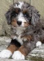 🩷TINY !!!🩷IN BOSTON MASSACHUSETTS AREA🩷BLUE MERLE MINI BERNEDOODLE🩷, a female Miniature Bernedoodle for sale in Raynham, MA – 6 of 10