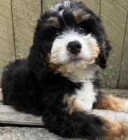 🩶IN BOSTON MASSACHUSETTS AREA🩶MINI BERNEDOODLE🩶, a male Miniature Bernedoodle for sale in Raynham, MA – 5 of 10
