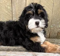 🎃IN BOSTON MASSACHUSETTS🎃TRADITIONAL TRI COLOR🎃MINI BERNEDOODLE GIRL🎃, a female Miniature Bernedoodle for sale in Raynham, MA – 6 of 10